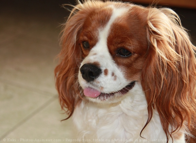 Photo de Cavalier king charles spaniel