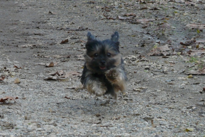 Photo de Yorkshire terrier