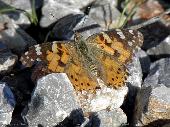 Photo de Papillon