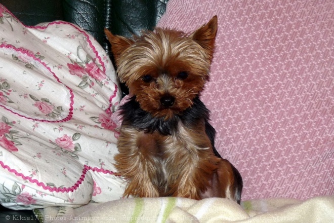 Photo de Yorkshire terrier