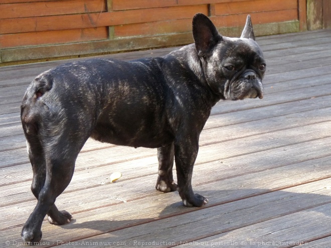 Photo de Bouledogue franais