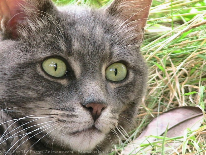 Photo de Chat domestique