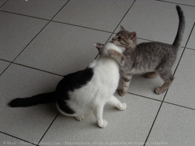 Photo de Chat domestique