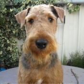 Photo d'Airedale terrier