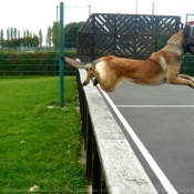 Photo de Berger belge malinois