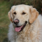 Photo de Golden retriever