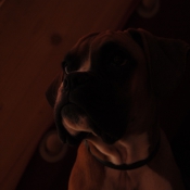 Photo de Boxer