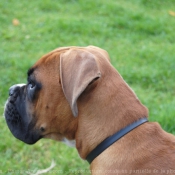 Photo de Boxer