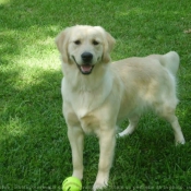 Photo de Golden retriever