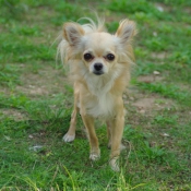 Photo de Chihuahua  poil long