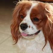 Photo de Cavalier king charles spaniel