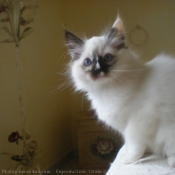 Photo de Ragdoll