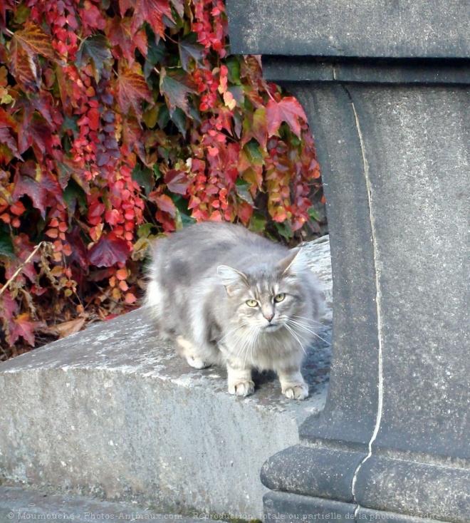 Photo de Chat domestique