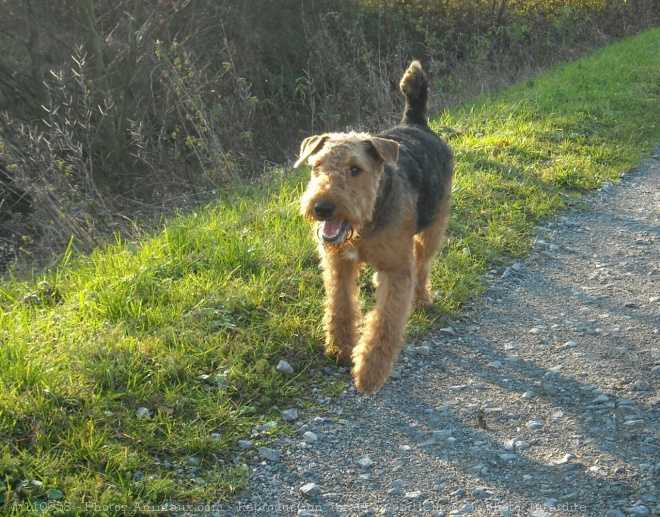 Photo d'Airedale terrier