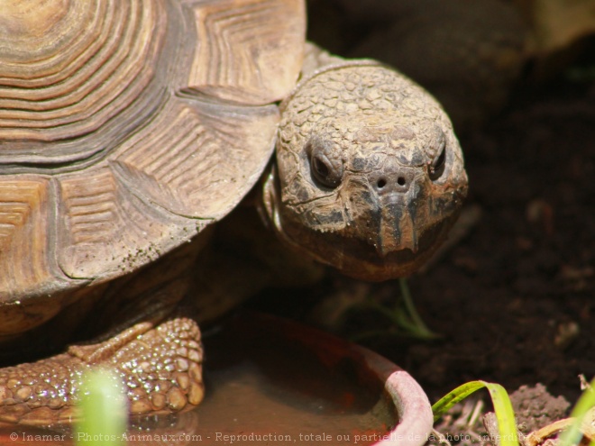 Photo de Tortue