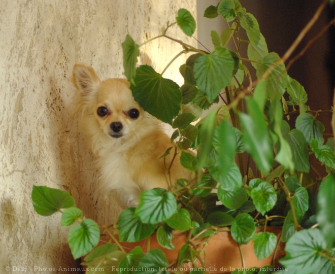 Photo de Chihuahua  poil long