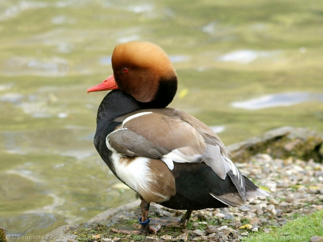 Photo de Canard nette rousse