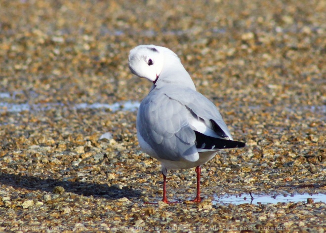 Photo de Mouette