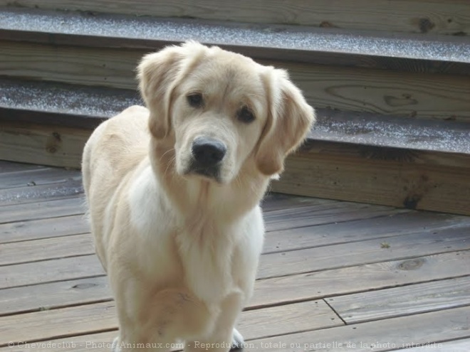 Photo de Golden retriever