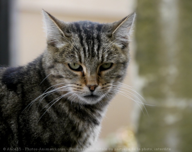 Photo de Chat domestique