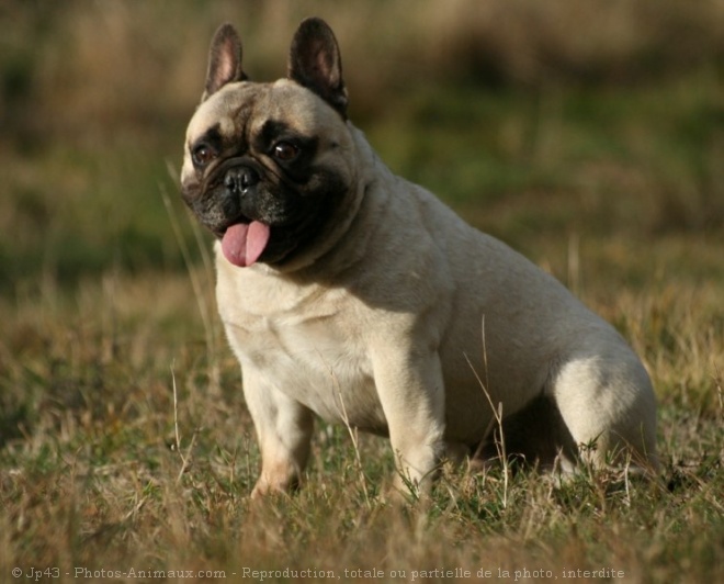 Photo de Bouledogue franais