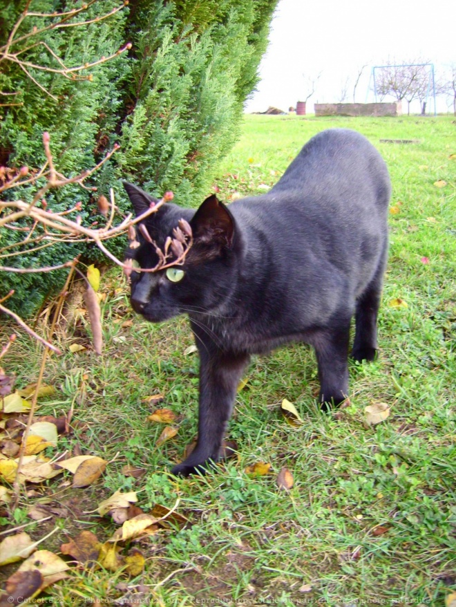 Photo de Chat domestique