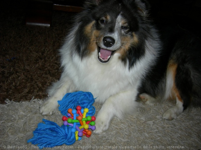 Photo de Chien de berger des shetland