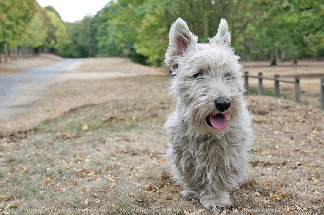 Photo de Scottish terrier