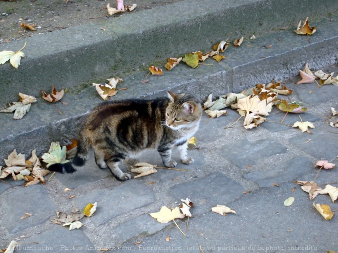 Photo de Chat domestique