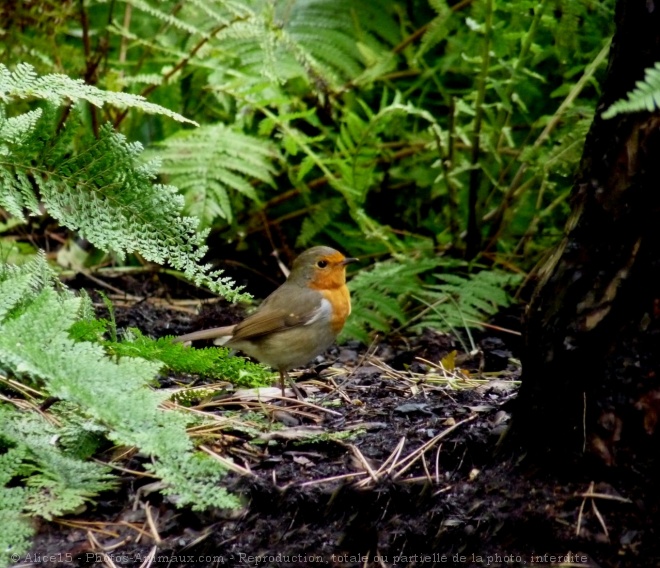 Photo de Rouge gorge