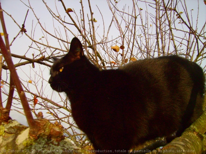 Photo de Chat domestique