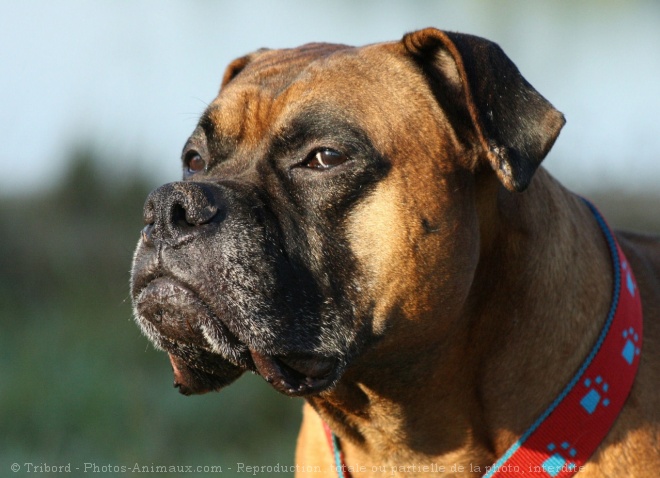 Photo de Boxer