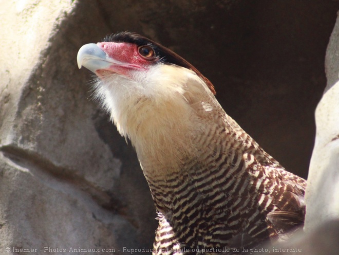 Photo de Caracara