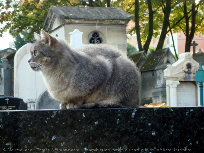 Photo de Chat domestique