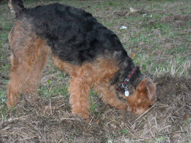 Photo d'Airedale terrier