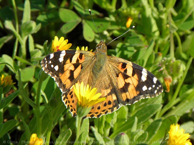 Photo de Papillon