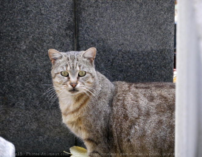 Photo de Chat domestique