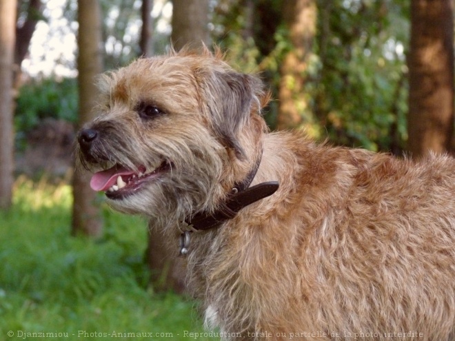 Photo de Border terrier