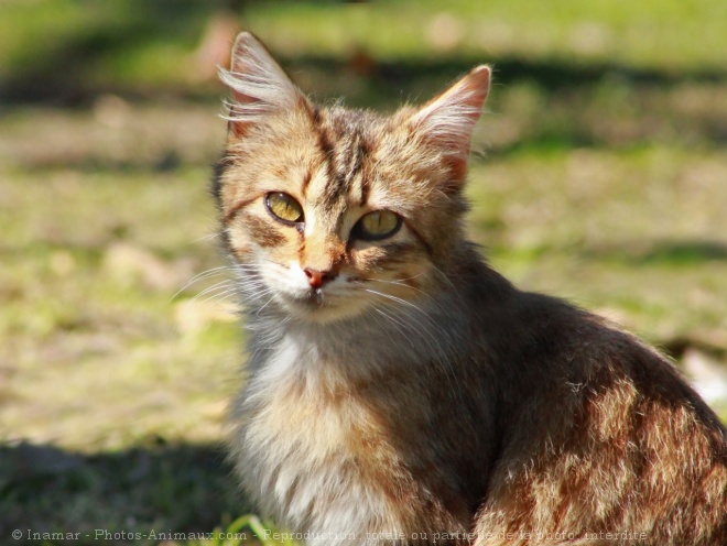 Photo de Chat domestique