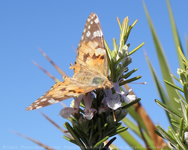 Photo de Papillon