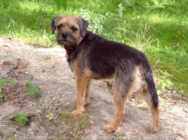 Photo de Border terrier