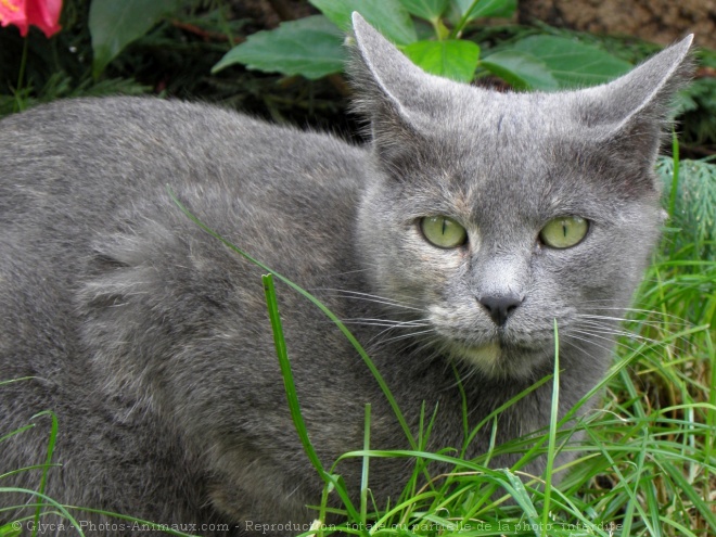 Photo de Chat domestique