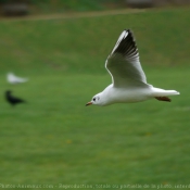 Photo de Mouette