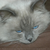 Photo de Ragdoll