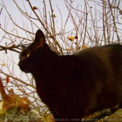 Photo de Chat domestique