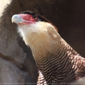 Photo de Caracara