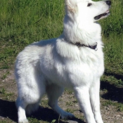 Photo de Berger blanc suisse