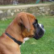 Photo de Boxer