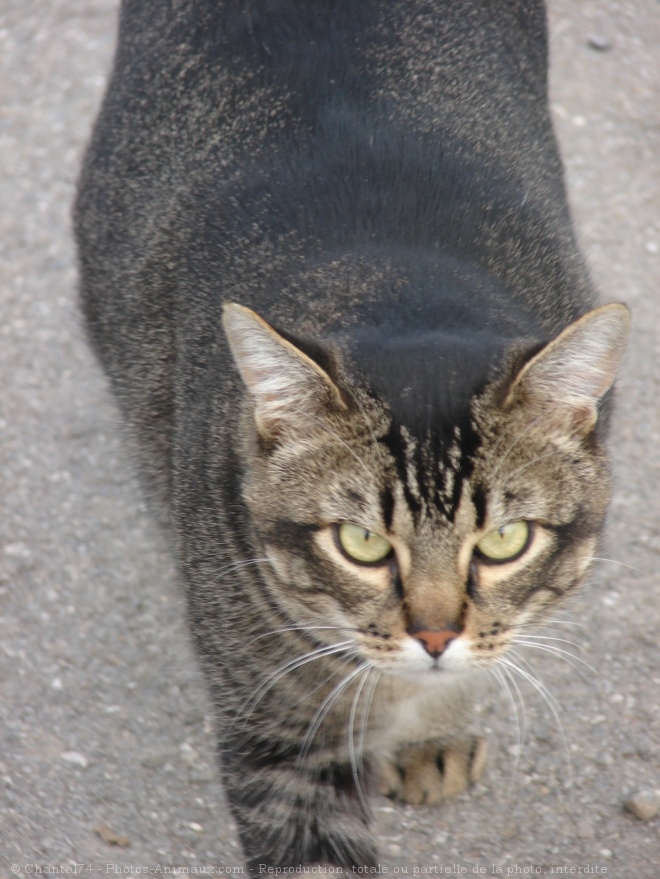 Photo de Chat domestique