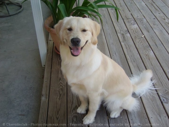 Photo de Golden retriever